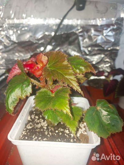 Бегония коралловая