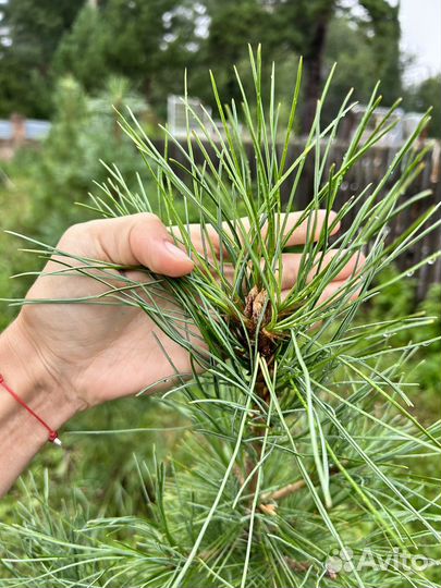 Саженцы кедра 10-12 лет. Цена договорная