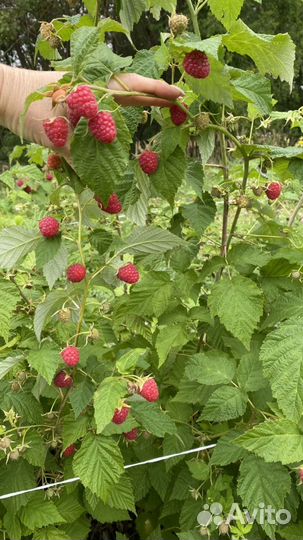 Малина свежая