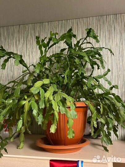 Декабрист (шлюмбергера красный) с горшком