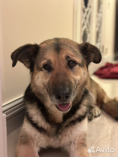 Ей очень одиноко в приюте