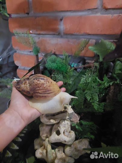 Улитки ахатины