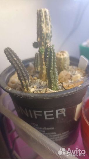 Суккуленты