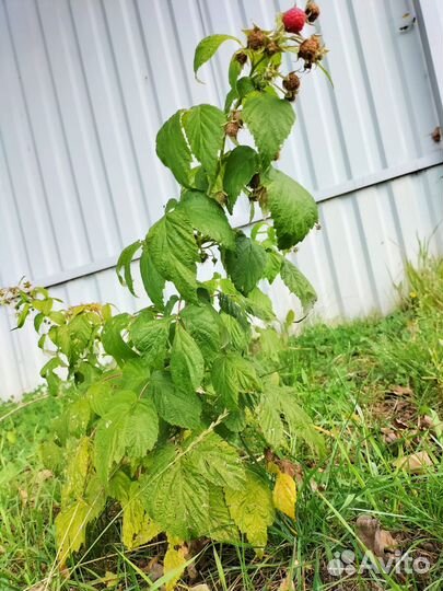 Малина Полка 2хлетка плодоносит уже