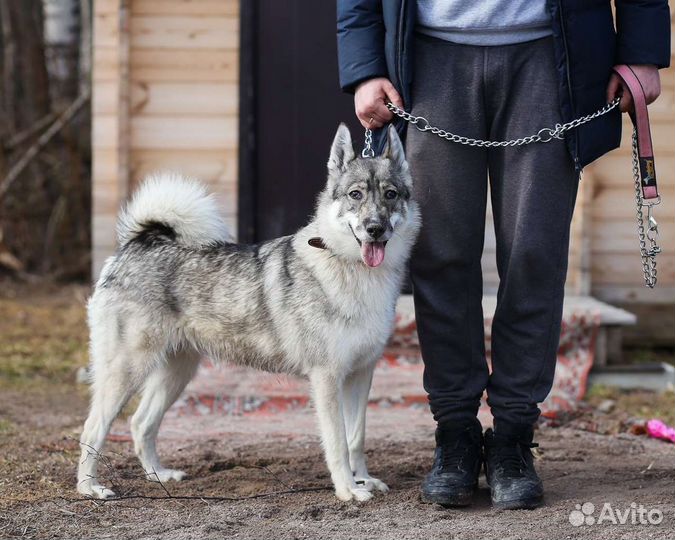 Лайка в дар