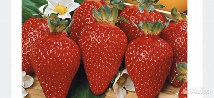 Азия,Альбион