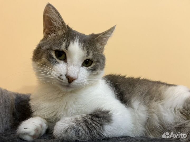 Ласковый котик в добрые руки