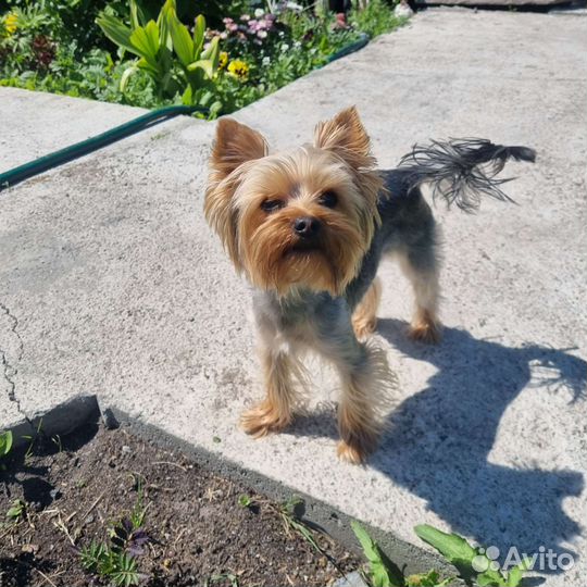 Йоркширский терьер вязка