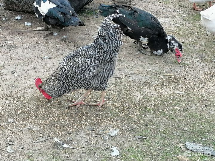 Мускусные утки