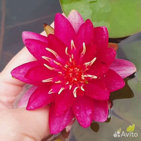 Водные растения (нимфея - водная лилия) в пруд