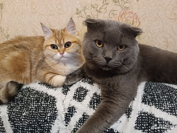 Отдам в добрые руки