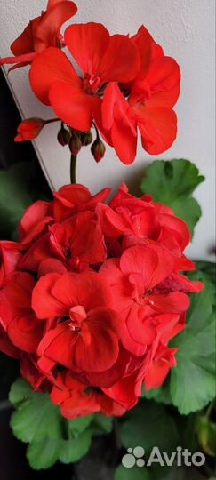 Пеларгония герань
