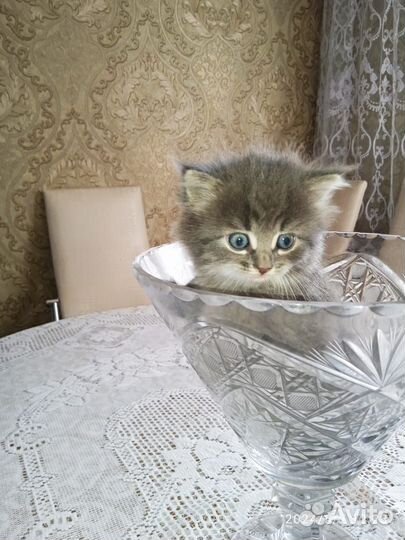 Котята