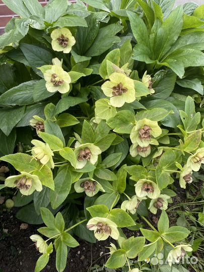 Растения для сада