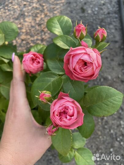 Роза пионовидная