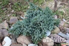 Можжевельник блю стар