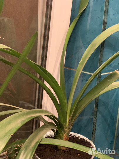 Цветы комнатные