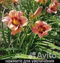 Гортензия древовидная Анабель