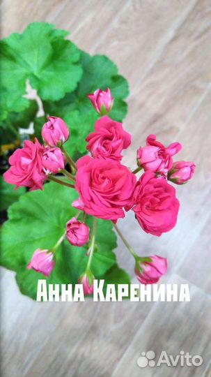 Свежий срез черенков пеларгоний: