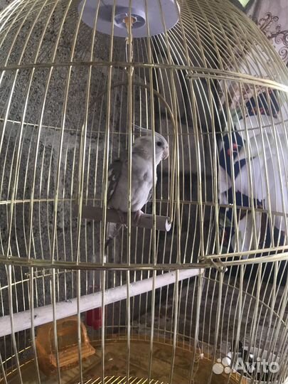 Попугай корелла