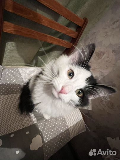 Котик в добрые руки
