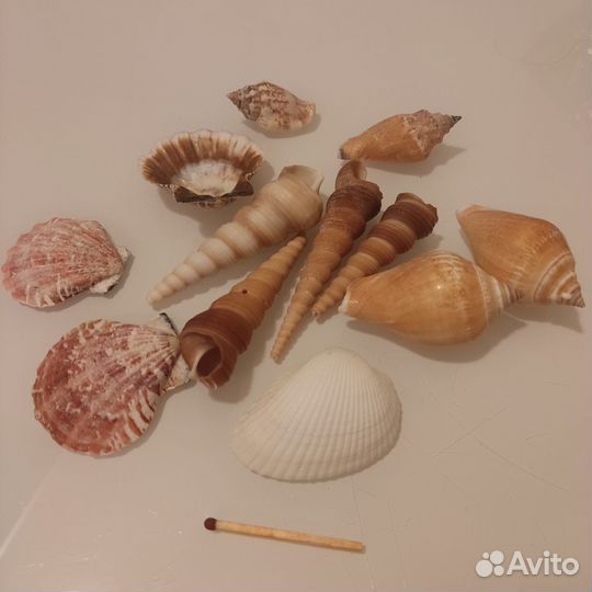 Морские ракушки раковины