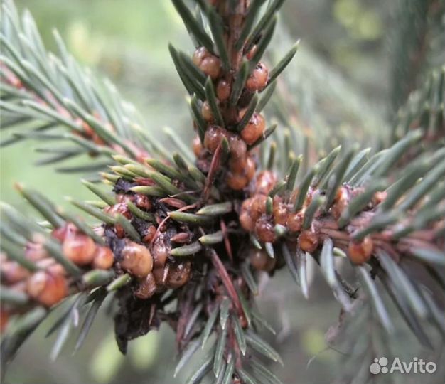 Лечение деревьев