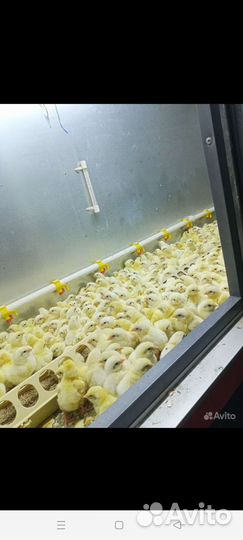 Цыплята бройлеры кобб 500