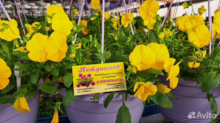Рассада ампельной петунии, калибрахоа