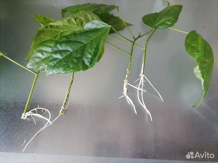 Гибискус китайская роза