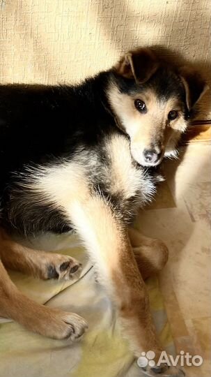 Патрик ищет семью