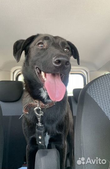 Собака в добрые руки