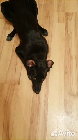 Собака в добрые руки