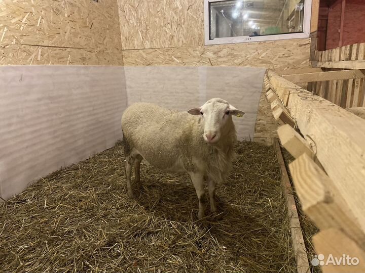 Баран катумский