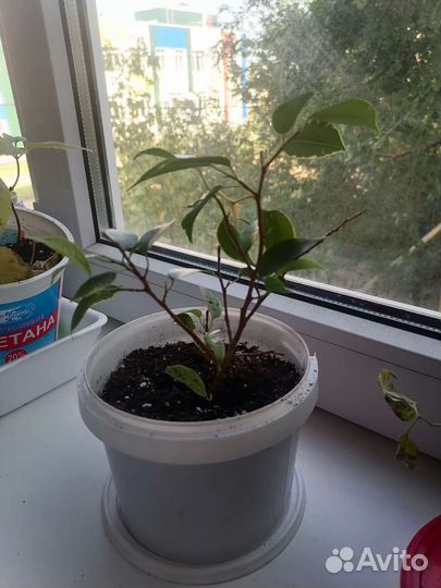 Фикус бенджамина пестролистный