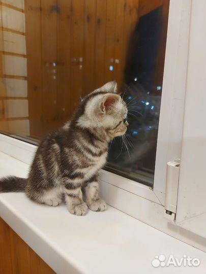 Шотландская девочка