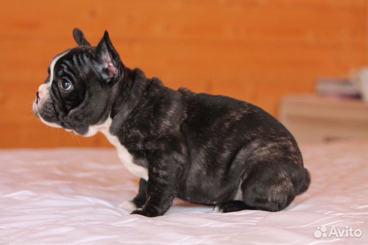 Француженка - девочка