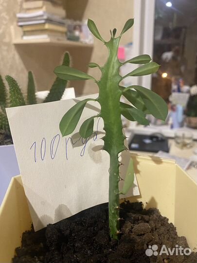 Продается коллекция кактусов