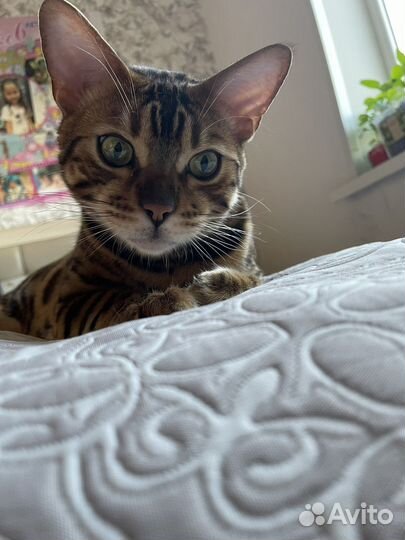 Бенгальский кот