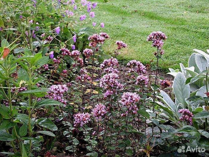 Мята, мелисса, душица