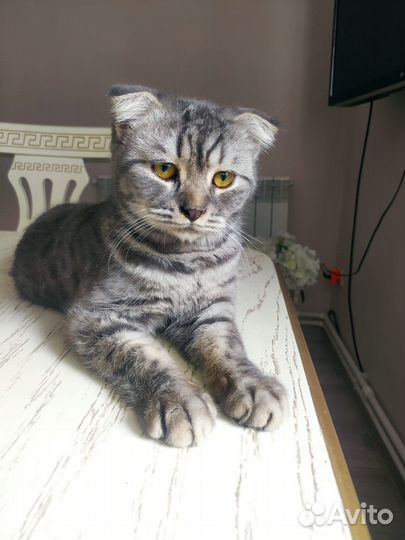 Вислоухий кот бесплатно