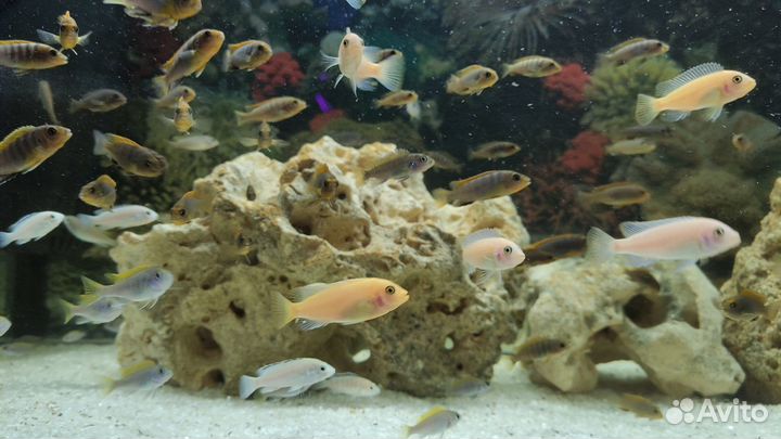 Малавийские цихлиды