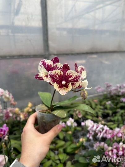 Орхидея фаленопсис Long Ugly Beauty