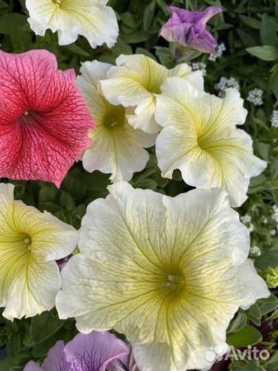 Петуния по 25р