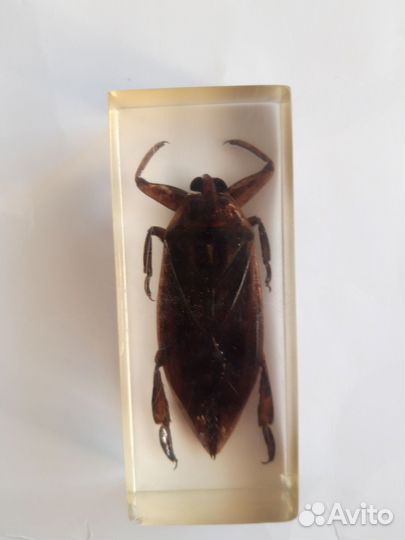 Жук-гигант.Индия.1990г.Редкость.Раритет