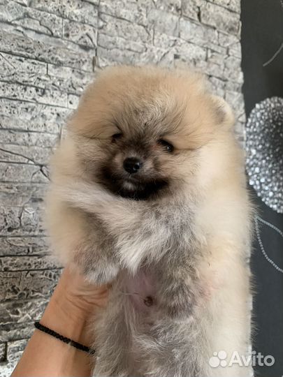 Померанский шпиц мини