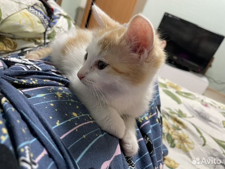 Кошка в дар