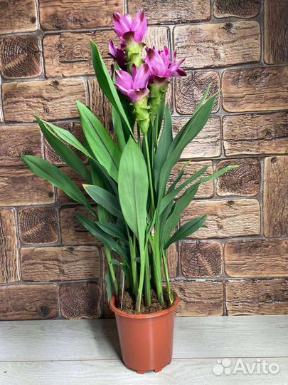 Куркума Siam Splash