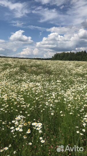 Ромашка лекарственная
