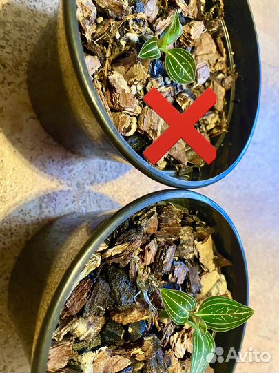 Драгоценная орхидея Ludisia (лудизия)